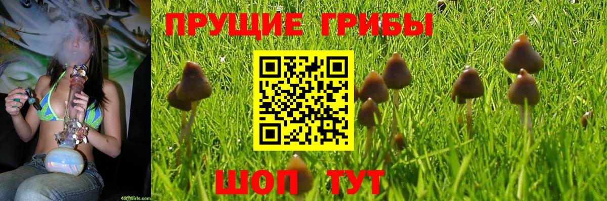 Галлюциногенные грибы Psilocybe  Вход с VPN  Миллерово 